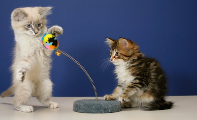 Kittens playing