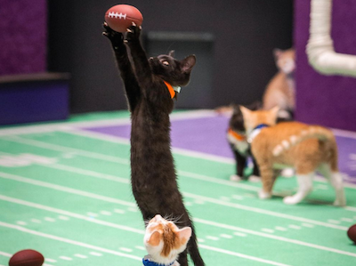 Kitten catching football