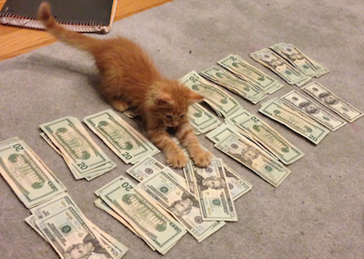 Kitten counting money